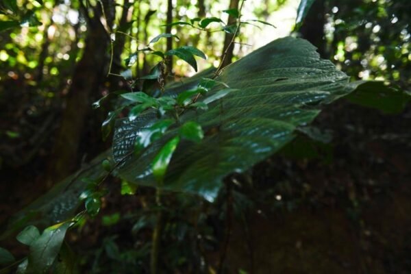 Caminhada Selvagem - fotos por Juliana Lewcowicz (1)