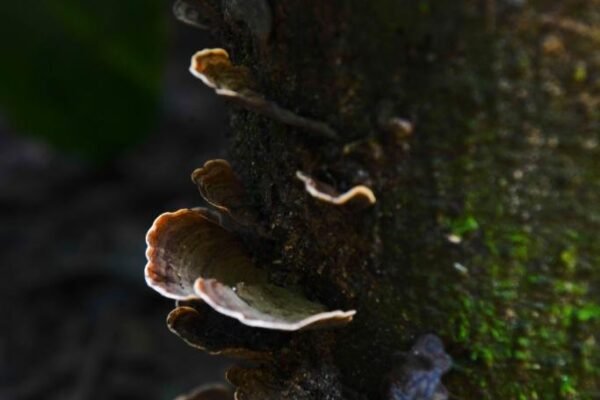 Caminhada Selvagem - fotos por Juliana Lewcowicz (14)