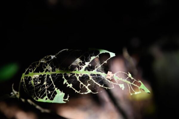 Caminhada Selvagem - fotos por Juliana Lewcowicz (15)