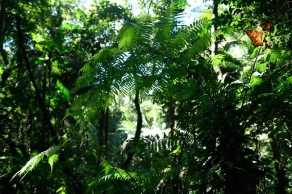 Caminhada Selvagem - fotos por Juliana Lewcowicz (16)