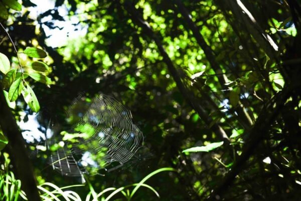 Caminhada Selvagem - fotos por Juliana Lewcowicz (18)