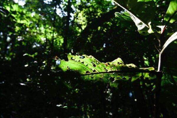 Caminhada Selvagem - fotos por Juliana Lewcowicz (19)