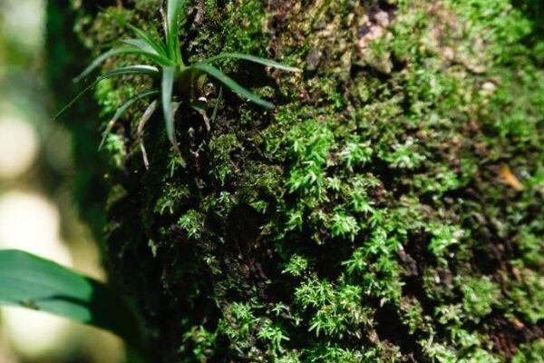 Caminhada Selvagem - fotos por Juliana Lewcowicz (23)