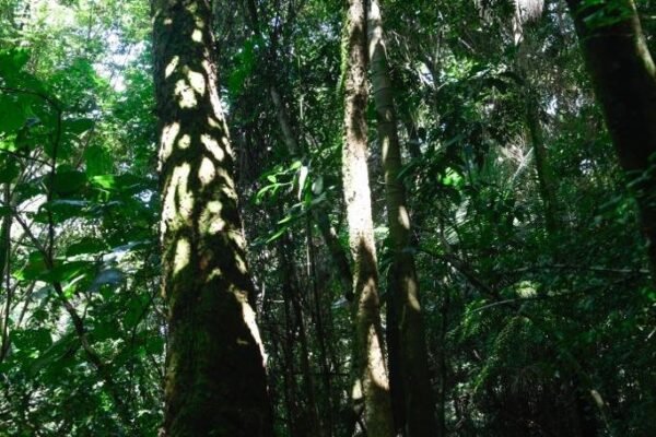 Caminhada Selvagem - fotos por Juliana Lewcowicz (26)