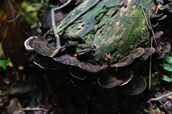 Caminhada Selvagem - fotos por Juliana Lewcowicz (28)