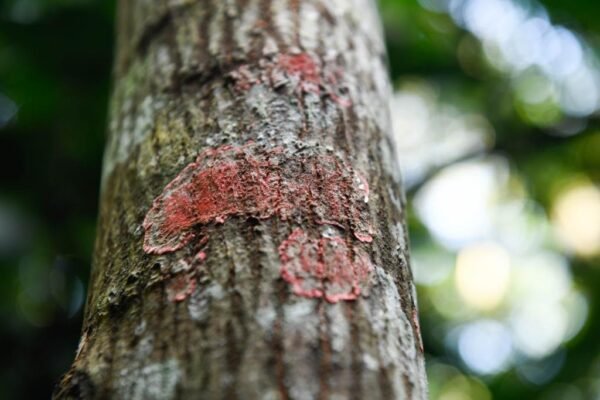 Caminhada Selvagem - fotos por Juliana Lewcowicz (3)