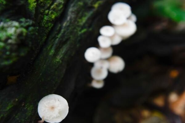 Caminhada Selvagem - fotos por Juliana Lewcowicz (31)