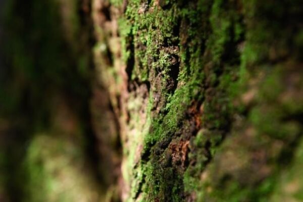 Caminhada Selvagem - fotos por Juliana Lewcowicz (33)