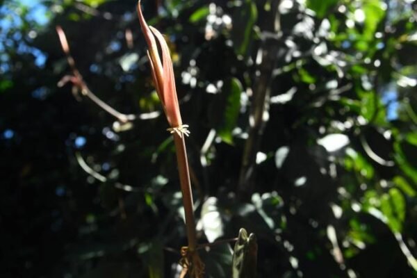 Caminhada Selvagem - fotos por Juliana Lewcowicz (34)