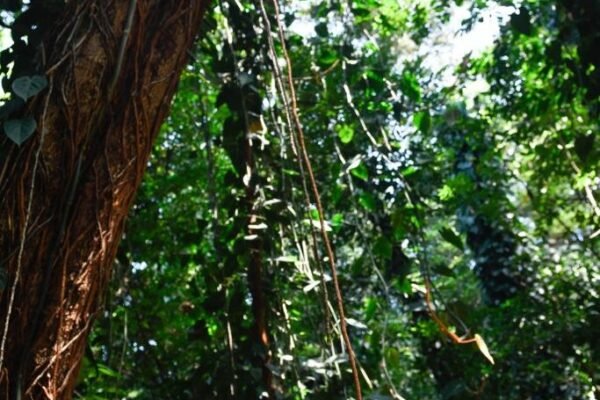 Caminhada Selvagem - fotos por Juliana Lewcowicz (35)