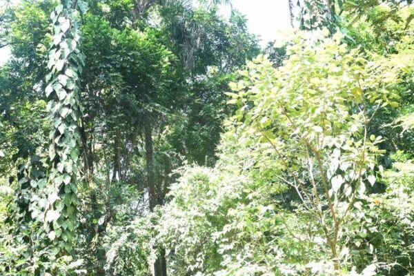 Caminhada Selvagem - fotos por Juliana Lewcowicz (36)