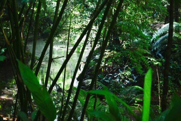 Caminhada Selvagem - fotos por Juliana Lewcowicz (4)