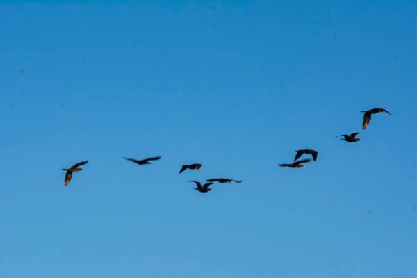 Copy of AGUAMAE_Caledoskopica_AlexFerro_Selvagem_25102025.-9652 Rio de Janeiro, Rj, BRASIL. 25/10/2025. Projeto Agua Mãe ( Foto: @alexferrofotografo / Alex Ferro ).