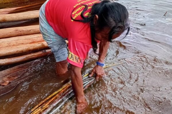 Cipó uambé submerso para ganhar resistência, janeiro de 2026