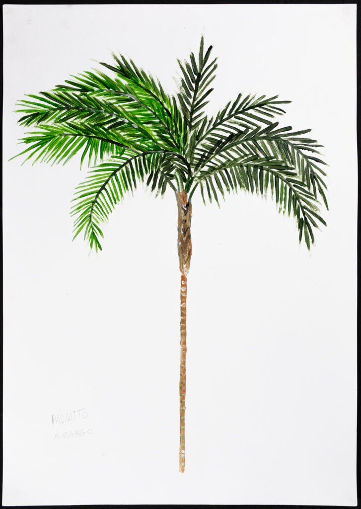 Palmeira Guarani 2